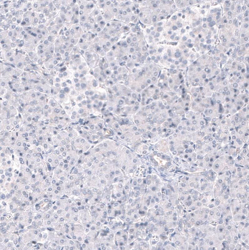 Immunohistochemistry-Paraffin: ANO2 Antibody [NBP3-21178] -