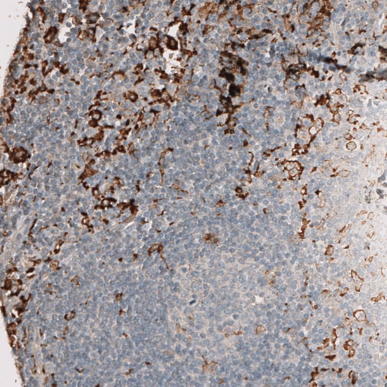 Immunohistochemistry-Paraffin: AIF-1/Iba1 Antibody [NBP3-21184] -