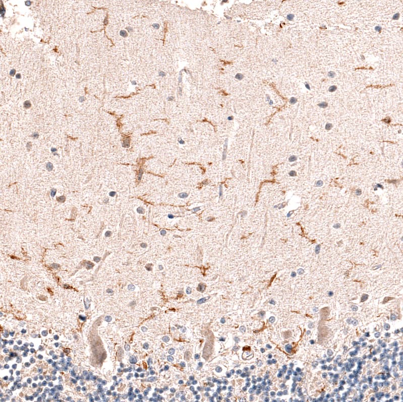 Immunohistochemistry-Paraffin: AIF-1/Iba1 Antibody [NBP3-21184] -