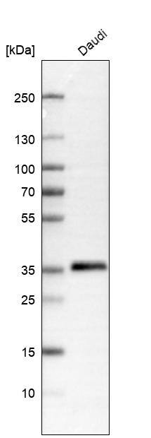 Western Blot: HLA DR/DP Antibody [NBP3-21187] -