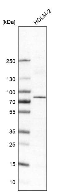 Western Blot: RIPK1/RIP1 Antibody [NBP3-21190] -