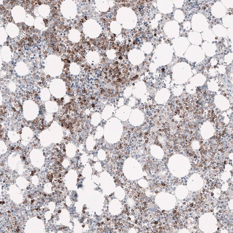 Immunohistochemistry-Paraffin: GPR97 Antibody [NBP3-21195] -
