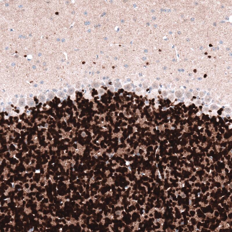 Immunohistochemistry-Paraffin: RBFOX3/NeuN Antibody [NBP3-21203] -