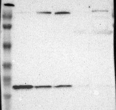 Western Blot: WDHD1 Antibody [NBP3-21217] -