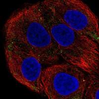 Immunocytochemistry/Immunofluorescence: Laminin beta 3 Antibody [NBP3-21221] -