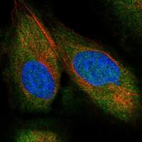 Immunocytochemistry/Immunofluorescence: NEDD9/CASL/HEF1 Antibody [NBP3-21227] -