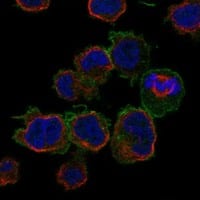 Immunocytochemistry/Immunofluorescence: Fc gamma RII/CD32 Antibody [NBP3-21229] -