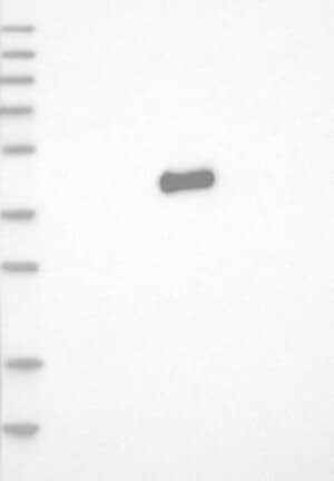 Western Blot: c-jun Antibody [NBP3-21253] -