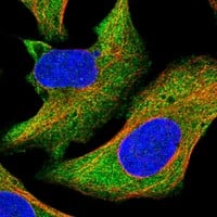 Immunocytochemistry/Immunofluorescence: ERK3/MAPK6 Antibody [NBP3-21273] -