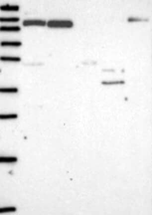 Western Blot: IL-16 Antibody [NBP3-21277] -