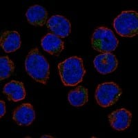 Immunocytochemistry/Immunofluorescence: ERMAP Antibody [NBP3-21285] -