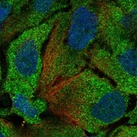 Immunocytochemistry/Immunofluorescence: IDO2 Antibody [NBP3-21286] -