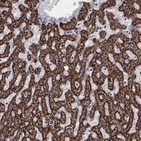 Immunohistochemistry-Paraffin: GCSH Antibody [NBP3-21289] -