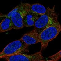 Immunocytochemistry/Immunofluorescence: APBA2 Antibody [NBP3-21291] -