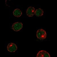 Immunocytochemistry/Immunofluorescence: LMO2 Antibody [NBP3-21296] -