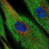 Immunocytochemistry/Immunofluorescence: Aminopeptidase P2/XPNPEP2 Antibody [NBP3-21303] -