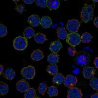 Immunocytochemistry/Immunofluorescence: IL-7R alpha/CD127 Antibody [NBP3-21313] -