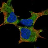 Immunocytochemistry/Immunofluorescence: LIN-28A Antibody [NBP3-21320] -