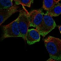 Immunocytochemistry/Immunofluorescence: Musashi-2 Antibody [NBP3-21322] -