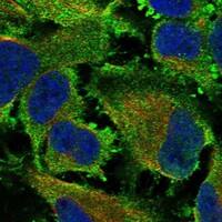 Immunocytochemistry/Immunofluorescence: SNAP25 Antibody [NBP3-21342] -