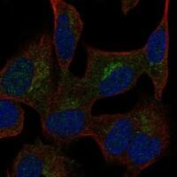 Immunocytochemistry/Immunofluorescence: CGREF1 Antibody [NBP3-21344] -