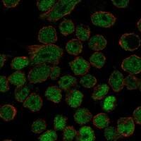 Immunocytochemistry/Immunofluorescence: c-Myb Antibody [NBP3-21349] -