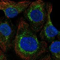Immunocytochemistry/Immunofluorescence: Selenoprotein O Antibody [NBP3-21350] -