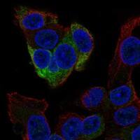 Immunocytochemistry/Immunofluorescence: Fibrinogen gamma chain Antibody [NBP3-21374] -