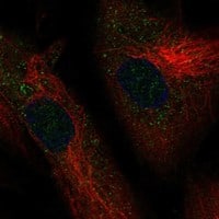 Immunocytochemistry/Immunofluorescence: ADAMTSL-1/Punctin Antibody [NBP3-21377] -