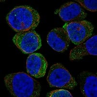 Immunocytochemistry/Immunofluorescence: Siglec-7/CD328 Antibody [NBP3-21387] -