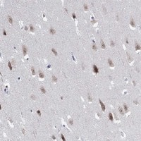 Immunohistochemistry-Paraffin: RBFOX3/NeuN Antibody [NBP3-21393] -