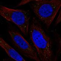 Immunocytochemistry/Immunofluorescence: Chordin-like 2/CHRDL2 Antibody [NBP3-21403] -