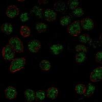 Immunocytochemistry/Immunofluorescence: DGCR8 Antibody [NBP3-21407] -