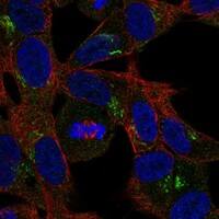 Immunocytochemistry/Immunofluorescence: Reelin Antibody [NBP3-21416] -