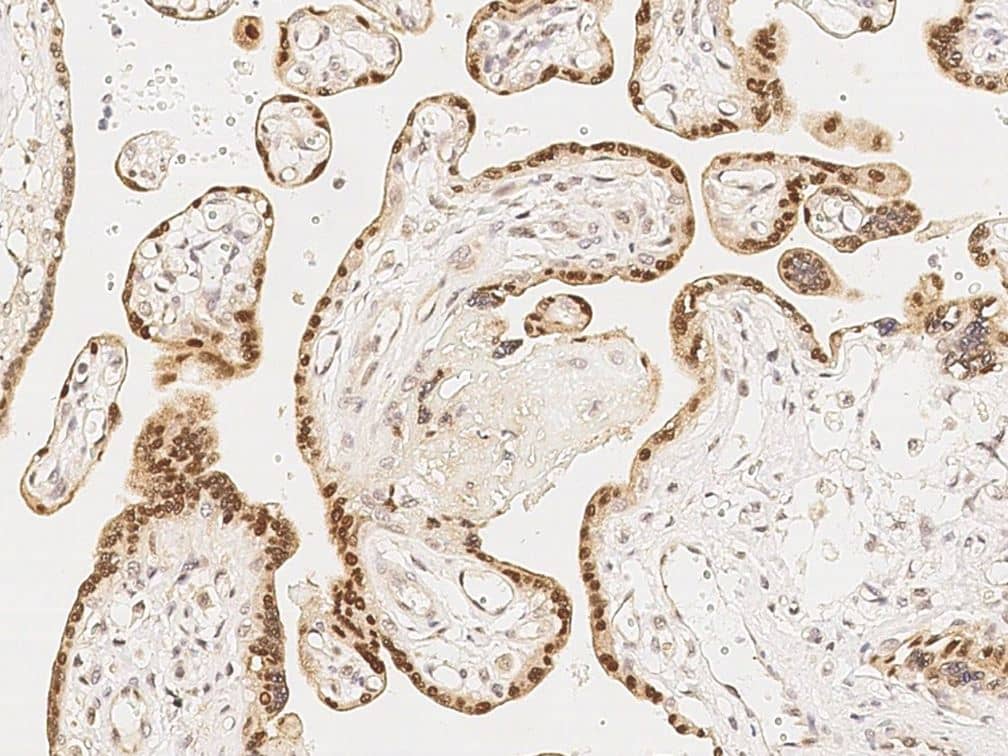 RYBP/DEDAF Antibody Immunohistochemistry-Paraffin: RYBP/DEDAF Antibody [NBP3-21428]