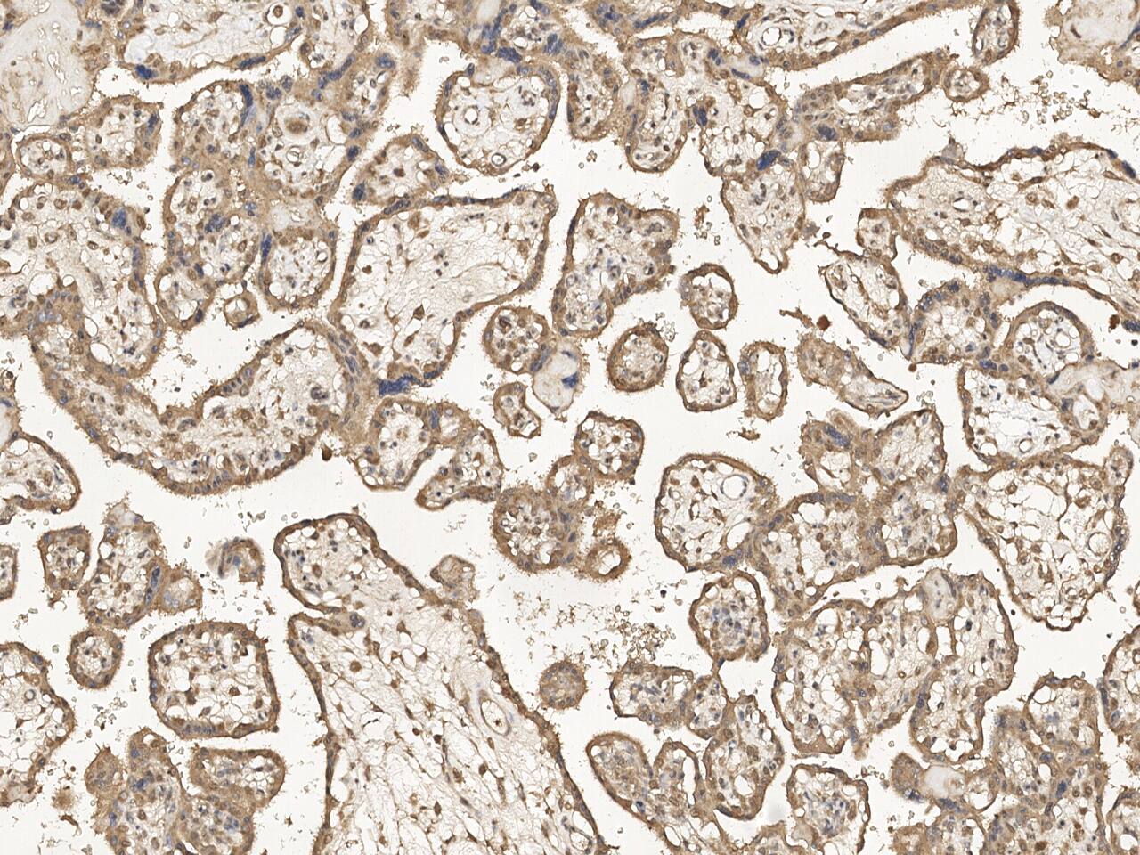 PDZD11 Antibody Immunohistochemistry-Paraffin: PDZD11 Antibody [NBP3-21435]