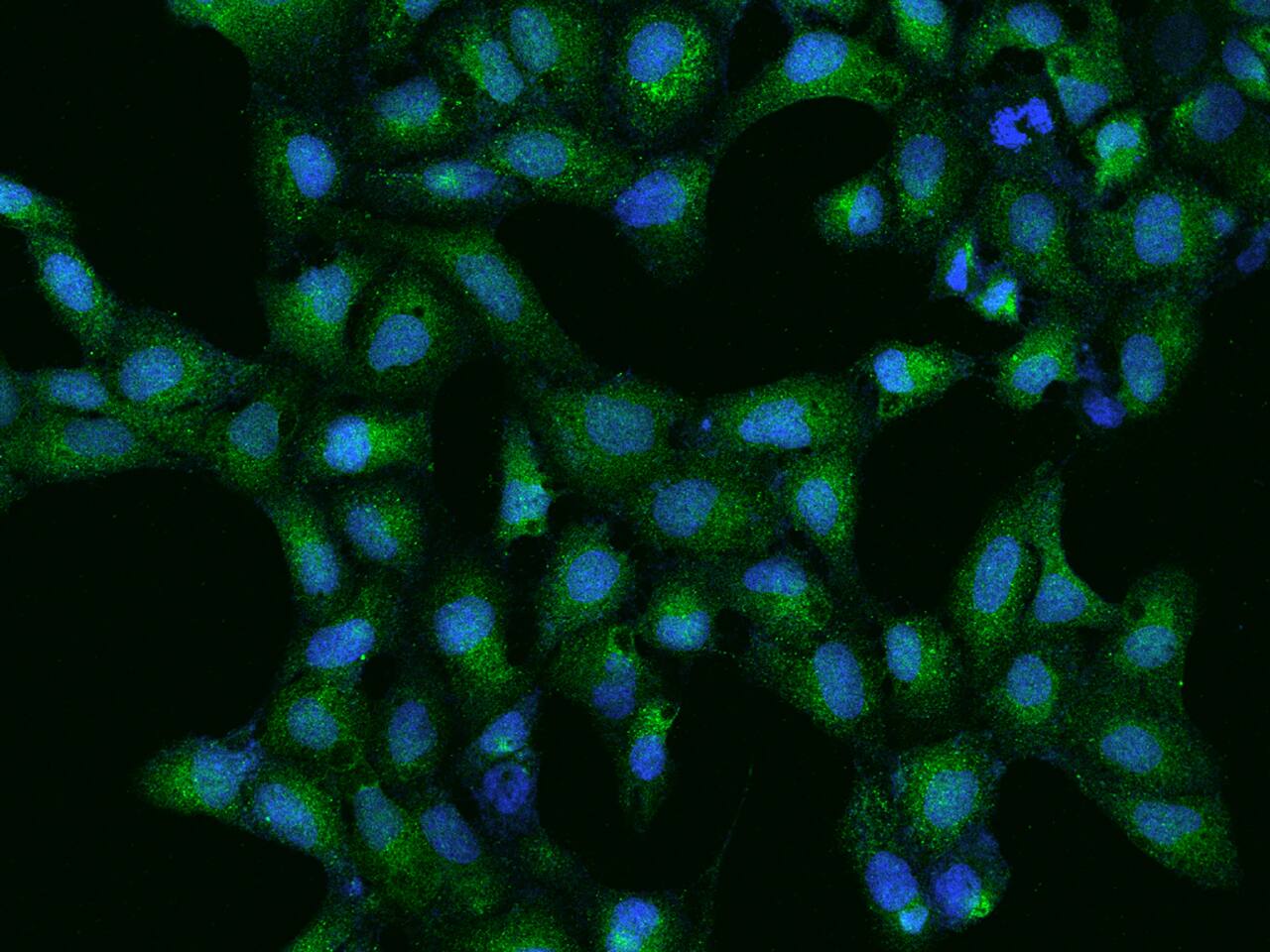 CoCoA Antibody - BSA Free