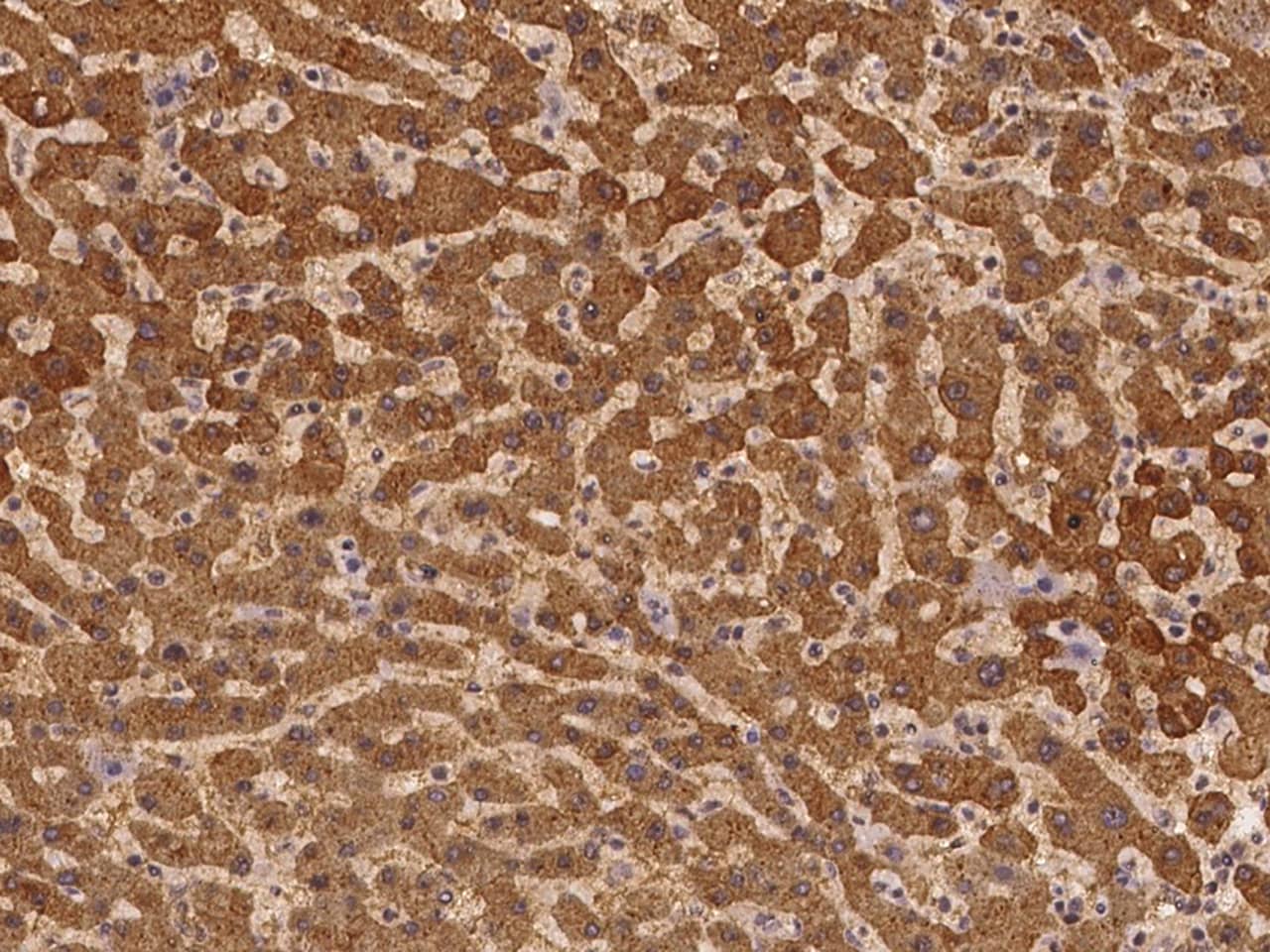 C7orf26 Antibody Immunohistochemistry-Paraffin: C7orf26 Antibody [NBP3-21439]