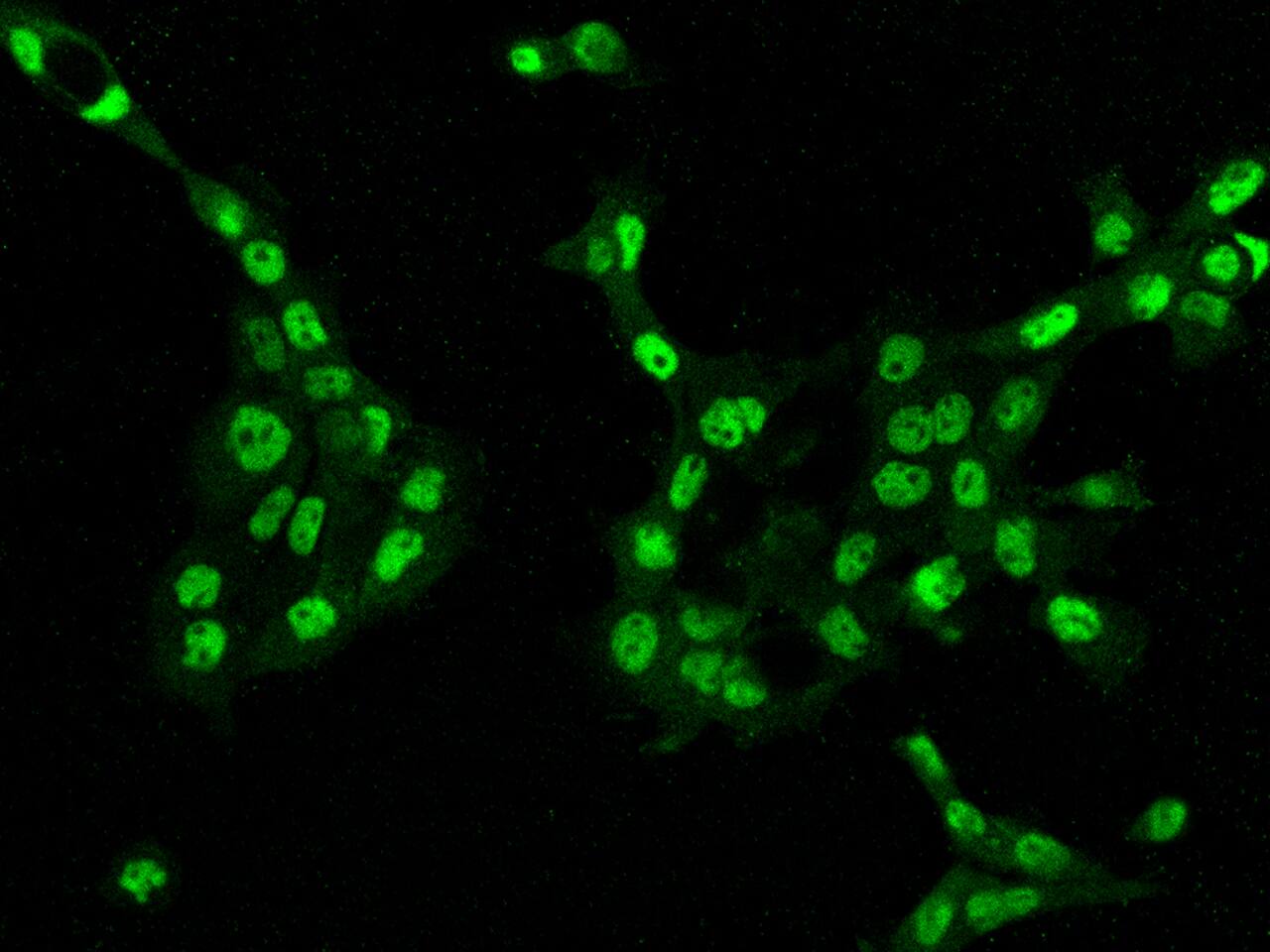 METTL10 Antibody - BSA Free