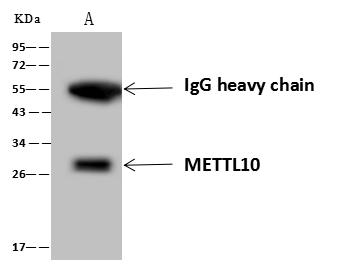 METTL10 Antibody Immunoprecipitation: METTL10 Antibody [NBP3-21446]