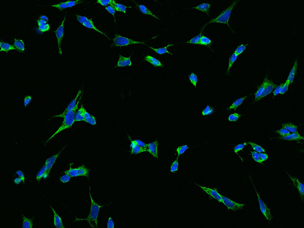 TMEM108 Antibody - BSA Free