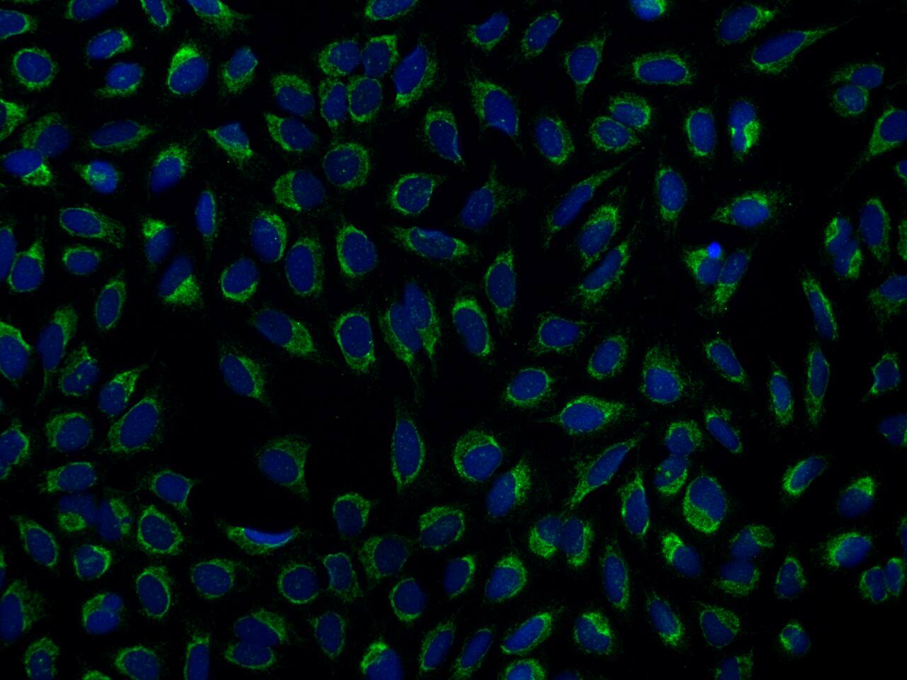 COA1 Antibody - BSA Free