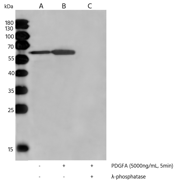 AKT1 [p Ser473] Antibody (0113) - Azide and BSA Free