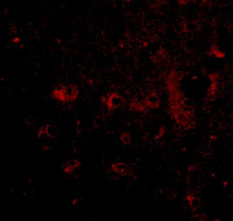 CADPS2 Antibody - BSA Free