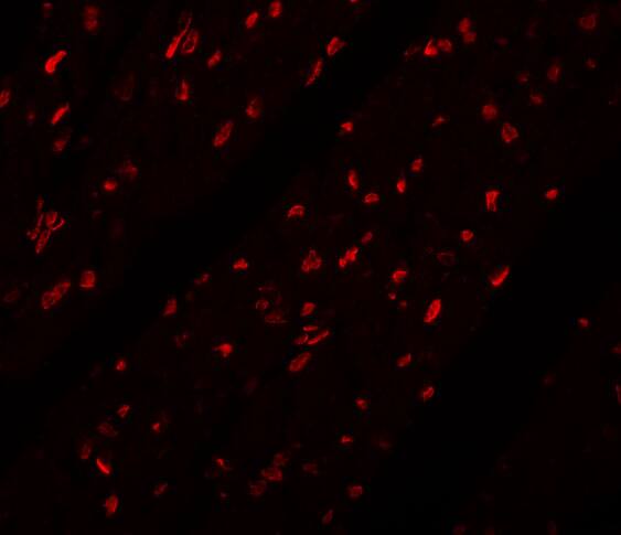 MINA Antibody - BSA Free