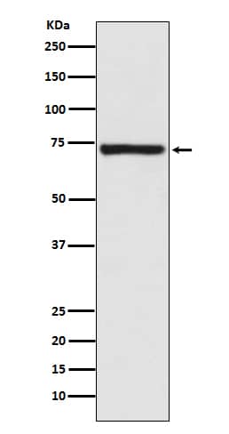 Calpain 1 Antibody (SR2190) - BSA Free