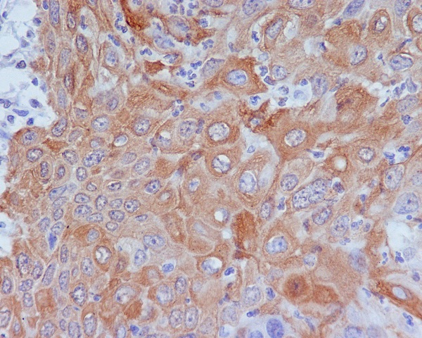 GM130/GOLGA2 Antibody (SR1125) - BSA Free