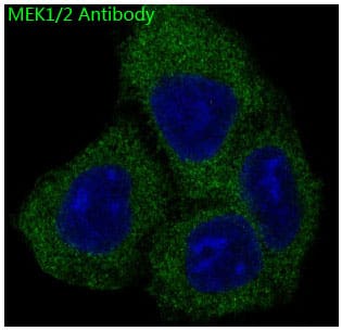 MEK1/2 Antibody (SR1751) - BSA Free