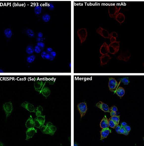 CRISPR-Cas9 Antibody (SR1104)