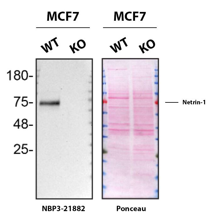 Netrin-1 Antibody (SR2201) - BSA Free Western Blot Shows Netrin-1 Specificity Using Knockout Cell Line.